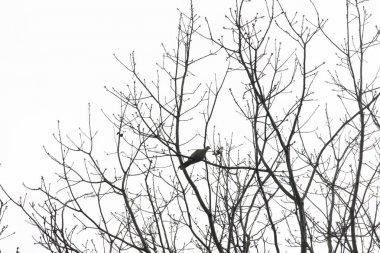 Kış içinde ağaç dalları üzerinde güvercin siluetleri