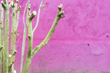 Bush, Bahar tomurcukları