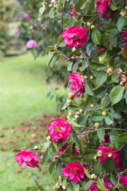 Soutomaior (İspanya ağaçlarda kamelyaları ile Bahçe)
