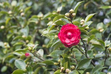 ağacında kırmızı kamelya
