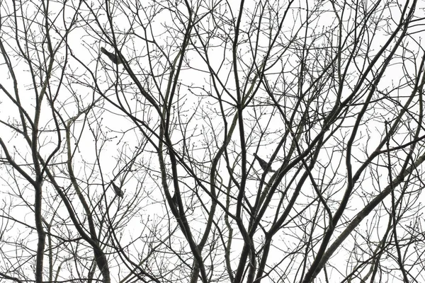 Silhuetas Pombos Nos Ramos Uma Árvore Inverno — Fotografia de Stock