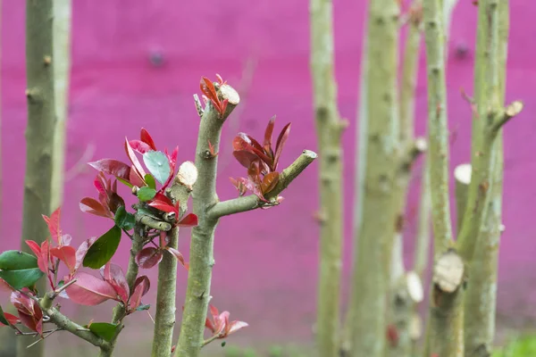 Brotes Los Arbustos Primavera — Foto de Stock