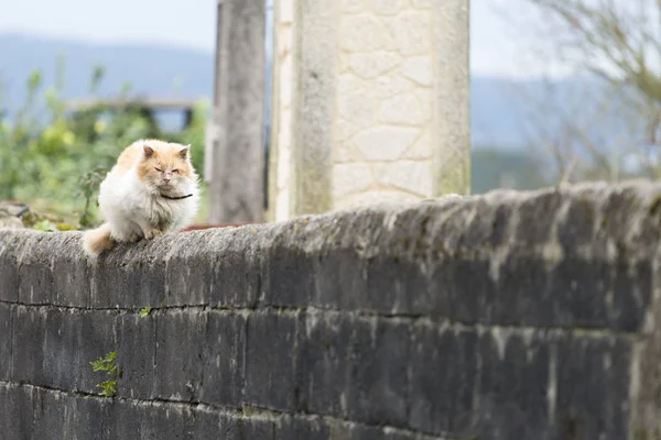 Pequeño Gato Una Pared —  Fotos de Stock