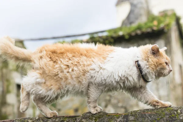 Gato Belleza Caminando Una Pared —  Fotos de Stock