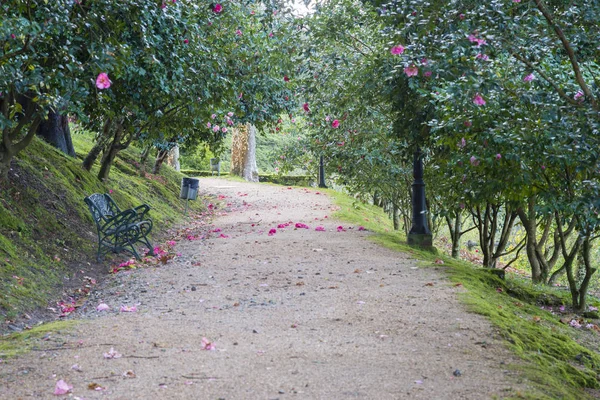 Parco Con Camelie Galizia Spagna — Foto Stock