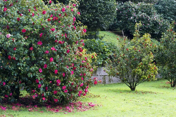 Jardines Con Árboles Camelias Teruel España — Foto de Stock