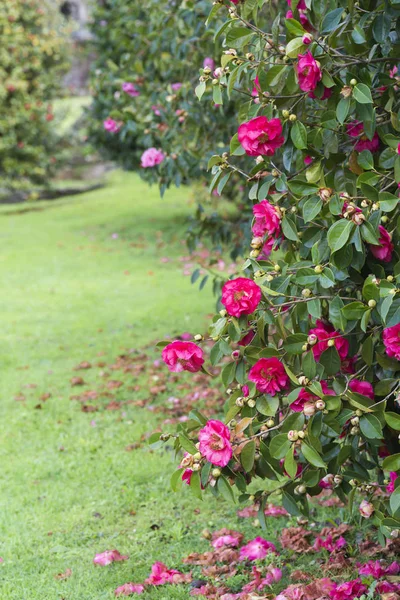 Jardines Con Árboles Camelias Teruel España —  Fotos de Stock