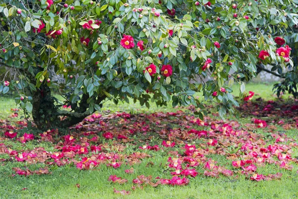 Garten Mit Kamelienbäumen Soutomaior Spanien — Stockfoto