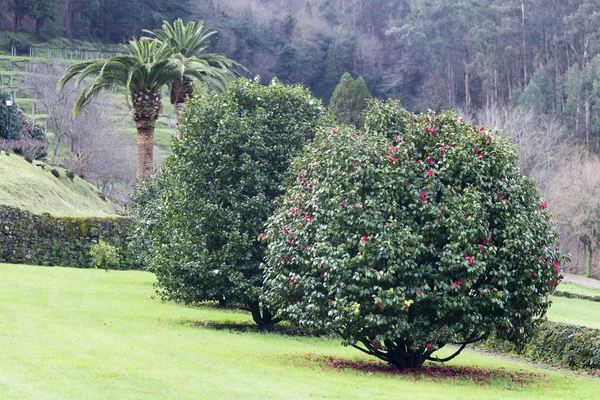 Soutomaior Galiçya Spanya Ağaçlarda Kamelya — Stok fotoğraf