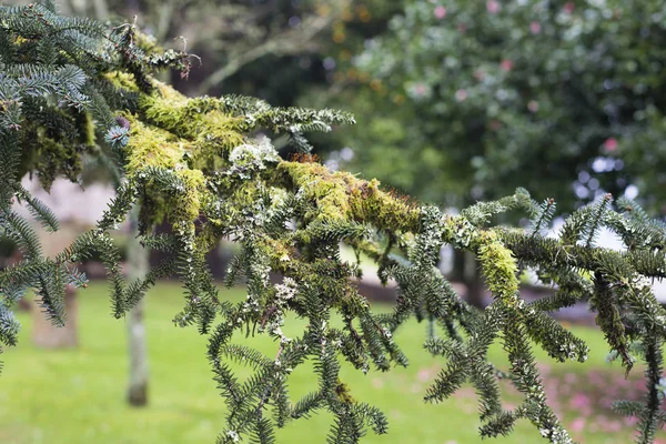 Abies Pinsapo Detalhe Jardim — Fotografia de Stock