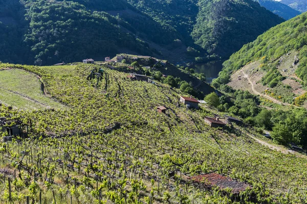 Utsikt Över Bergssluttningarna Fulla Vingårdar Regionen Ribeira Sacra Galicien Spanien — Stockfoto
