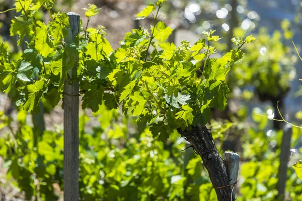 Detalle Viñedo Región Vinícola Ribeira Sacra Galicia España — Foto de Stock