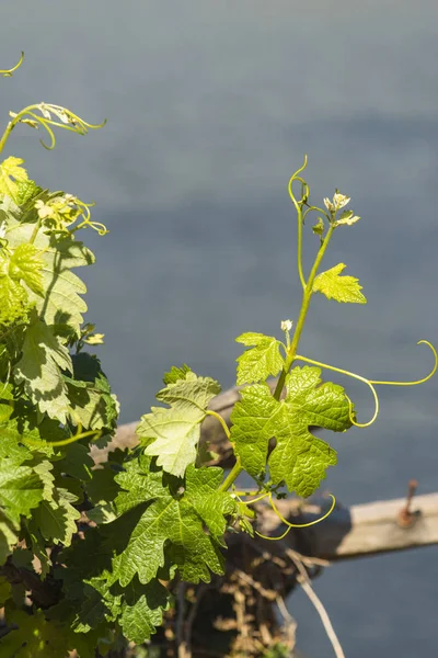 Galiçya Daki Ribeira Sacra Şarap Bölgesindeki Bir Üzüm Bağının Ayrıntıları — Stok fotoğraf