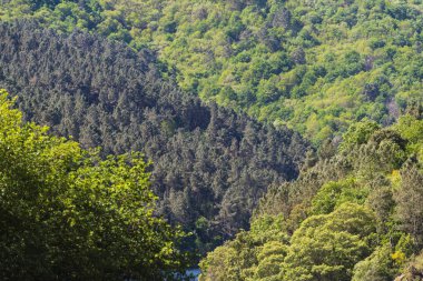 Galiçya 'da (İspanya) yemyeşil ormanlarda çam tarlası)