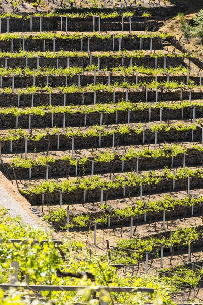 Paesaggio Nella Regione Ribeira Sacra Galizia Spagna — Foto Stock