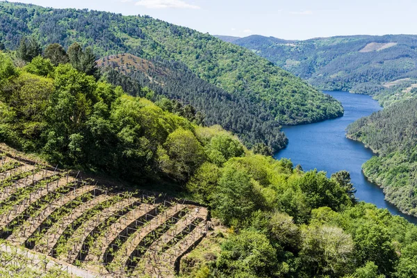 Galiçya 'nın Ribeira Sacra bölgesinde manzara (İspanya))