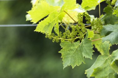 Yaprakların ayrıntıları Galiçya 'daki bir üzüm bağının dalları (İspanya))