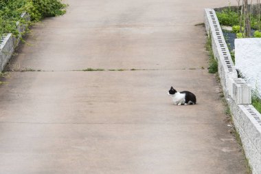 Yalnız bir kedi yavrusu yayanın ortasında dinleniyor.