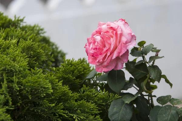 Lone Pink Salmon Public Garden — Stock Photo, Image