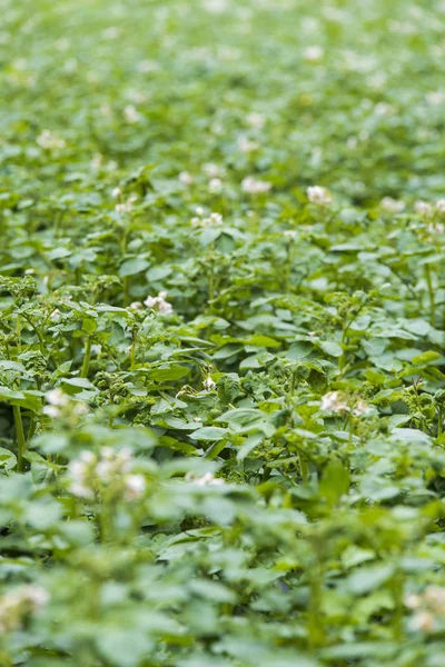 Detalle Una Planta Papa Galicia España — Foto de Stock