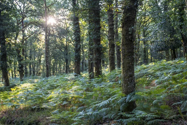 Oak forest with land full of ferns at sunrise