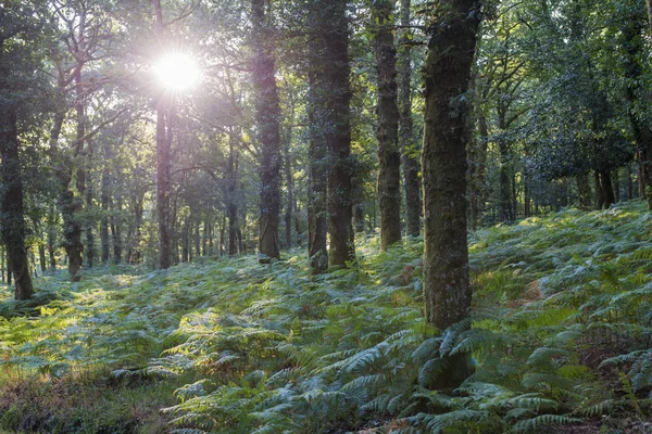 Oak forest with land full of ferns at sunrise