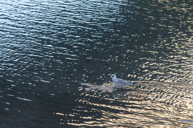 Bir martı yiyecek bulmak için suda bekler, Ria de Pontevedra, Galiçya 'da (İspanya).)