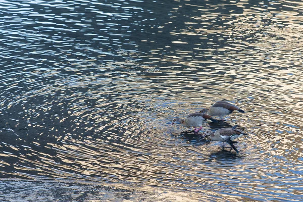 Bir Grup Nil Kazları Alopochen Aegyptiaca Deniz Suyunda Yer Dalgalar — Stok fotoğraf