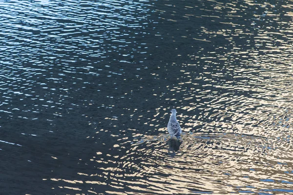 Eine Möwe Wartet Wasser Auf Nahrung Ria Pontevedra Galicien Spanien — Stockfoto