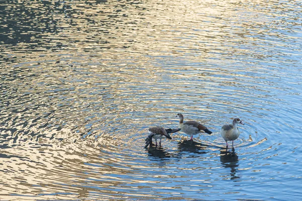 Groep Nijlganzen Egyptische Gans Alopochen Aegyptiaca Eten Zeewater Waardoor Golven — Stockfoto