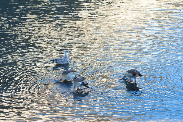 Group Nile Geese Egyptian Goose Alopochen Aegyptiaca Eating Sea Water — Stock Photo, Image