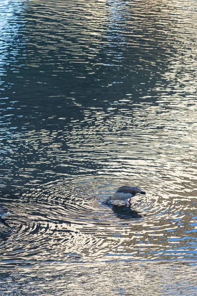 Grupp Nilgäss Eller Egyptisk Gås Alopochen Aegyptiaca Äter Havsvatten Skapar — Stockfoto