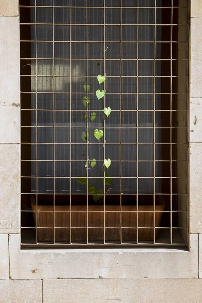 Creeper Plant Growing Iron Fence Window — Stock Photo, Image