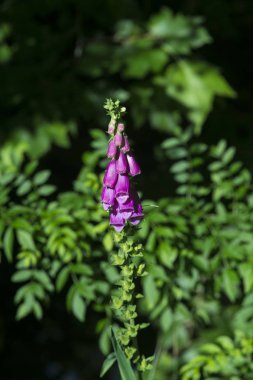 Yabani bitkinin çiçeklerinin ayrıntıları Digitalis purpurea