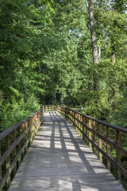 Pontevedra, Galiçya 'da yürümek için tahta yol (İspanya)