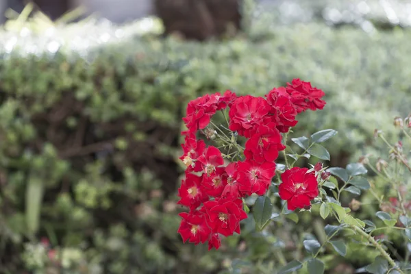 Róże Silvester Ogrodzie Nieostrym Tłem — Zdjęcie stockowe