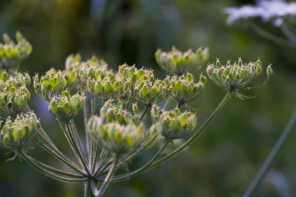 Detail Wild Plant Named Common Hogweed — Stock Photo, Image