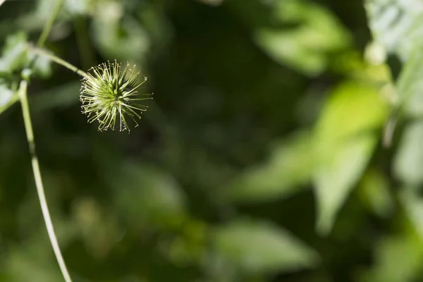 Detail Seed Wild Plant — Stock Photo, Image