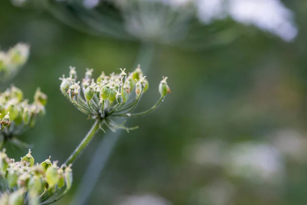 Detail Wild Plant Named Common Hogweed — Stock Photo, Image