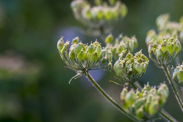 Detail Wild Plant Named Common Hogweed — Stock Photo, Image