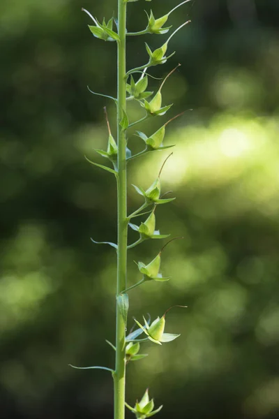 Detail Flowers Wild Plant Digitalis Purpurea — Stock Photo, Image