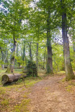 Galiçya 'daki Catasos Kestane Ormanı (İspanya))