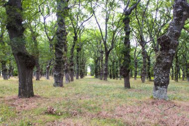 Barcia, Galiçya 'da meşe ormanı (İspanya)