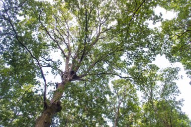 Galiçya 'daki Catasos Kestane Ormanı (İspanya))