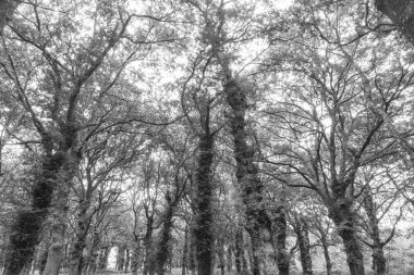 Barcia, Galiçya 'da meşe ormanı (İspanya)