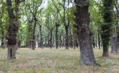 Barcia, Galiçya 'da meşe ormanı (İspanya)