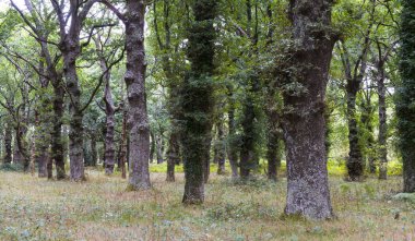 Barcia, Galiçya 'da meşe ormanı (İspanya)