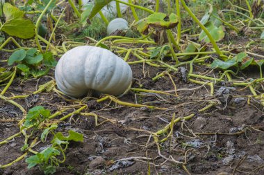 Galiçya 'da kabak yetiştirme (İspanya)