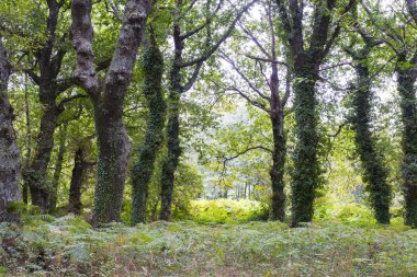 Barcia, Galiçya 'da meşe ormanı (İspanya)