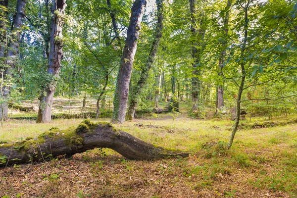 Hutan Kastanye Catasos Lalin Galicia Spanyol — Stok Foto
